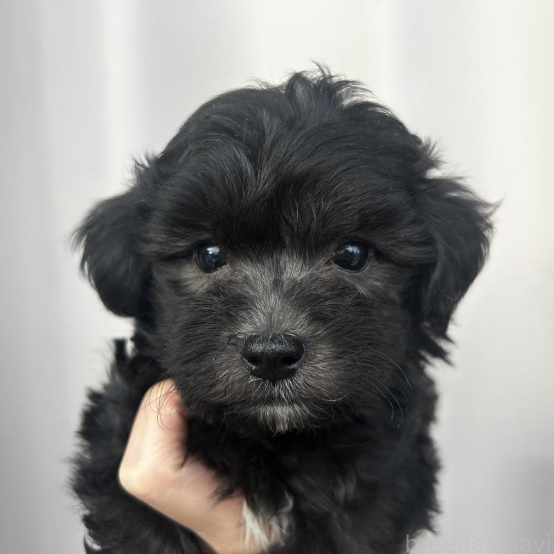 販売中の栃木県のマルプー:マルチーズ×トイプードル-418560の29枚目