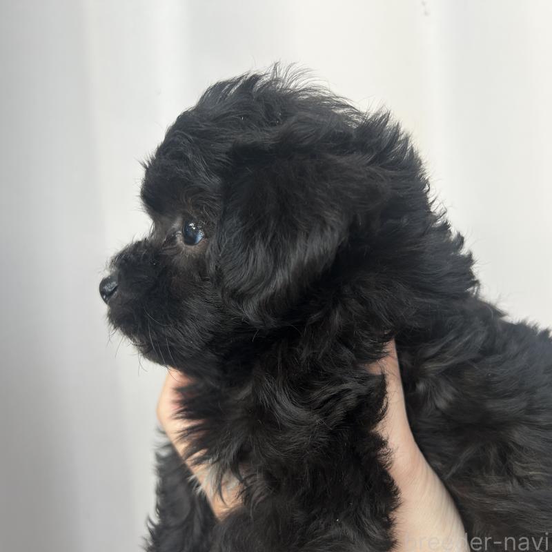 販売中の栃木県のマルプー:マルチーズ×トイプードル-418560の28枚目
