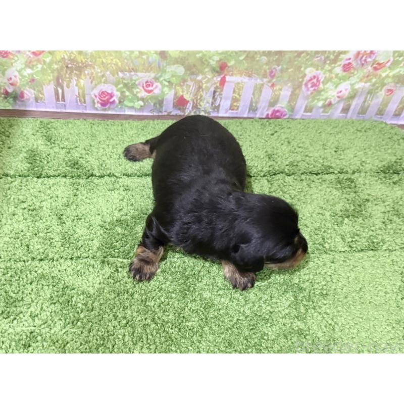 販売中の埼玉県のカニンヘンダックスフンド(ロングヘアード)-418910の3枚目