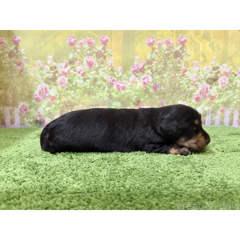 販売中の埼玉県のカニンヘンダックスフンド(ロングヘアード)-418910の2枚目