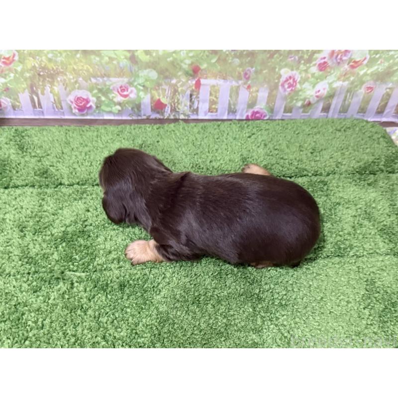 販売中の埼玉県のカニンヘンダックスフンド(ロングヘアード)-418911の3枚目