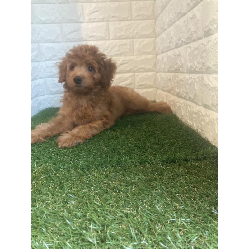 成約済の東京都のポメプー:ポメラニアン×トイプードル-414398の4枚目