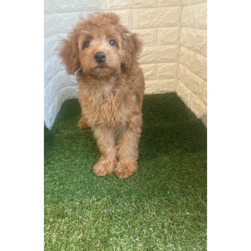 成約済の東京都のポメプー:ポメラニアン×トイプードル-414398の3枚目