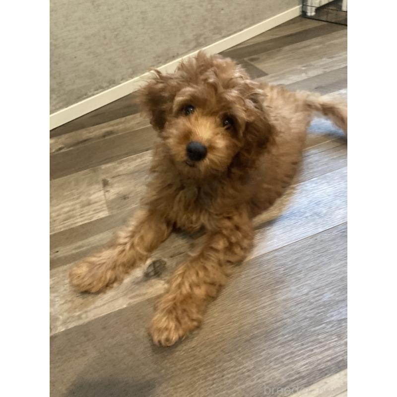 成約済の東京都のポメプー:ポメラニアン×トイプードル-414398の2枚目