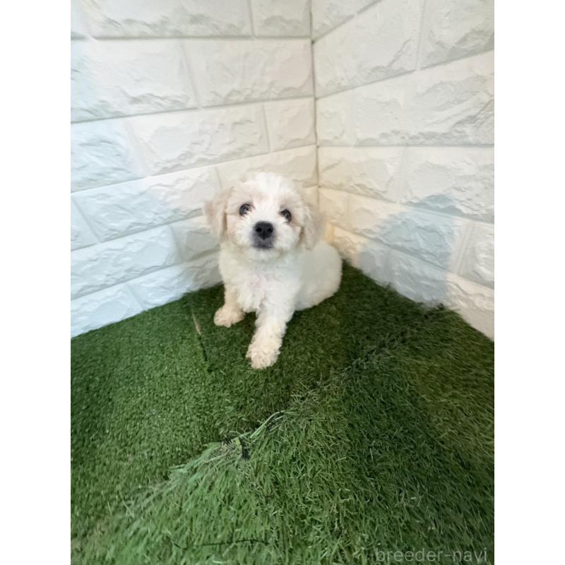 成約済の東京都のビションフリーゼ-415961の6枚目