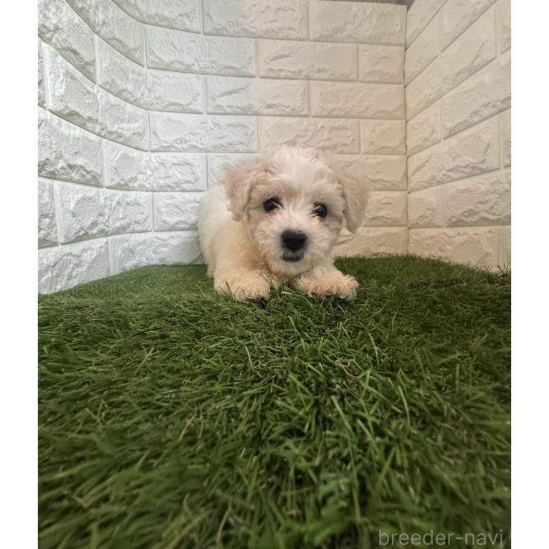 成約済の東京都のビションフリーゼ-415961の5枚目