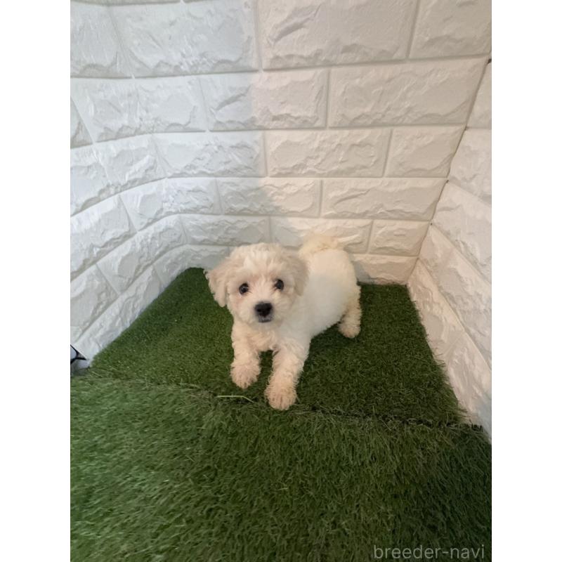 成約済の東京都のビションフリーゼ-415961の4枚目