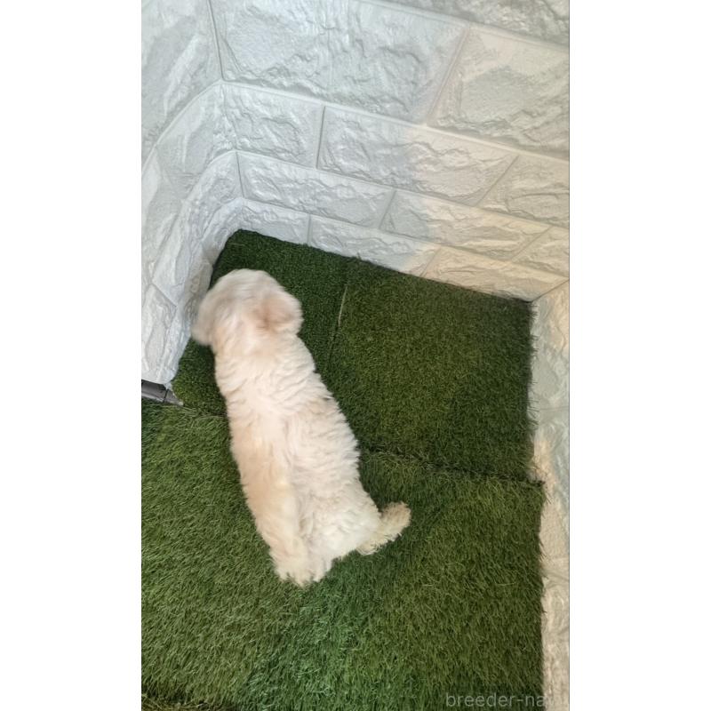 成約済の東京都のビションフリーゼ-415961の3枚目