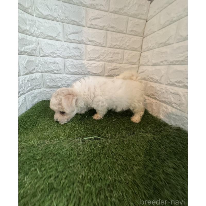 成約済の東京都のビションフリーゼ-415961の2枚目