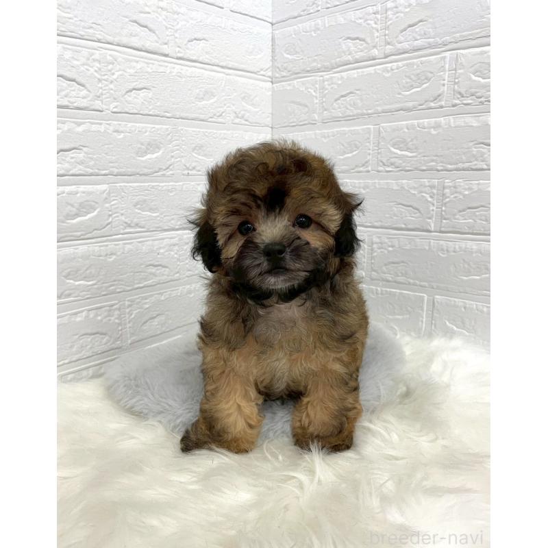 販売中の東京都のミックス犬-411830の7枚目