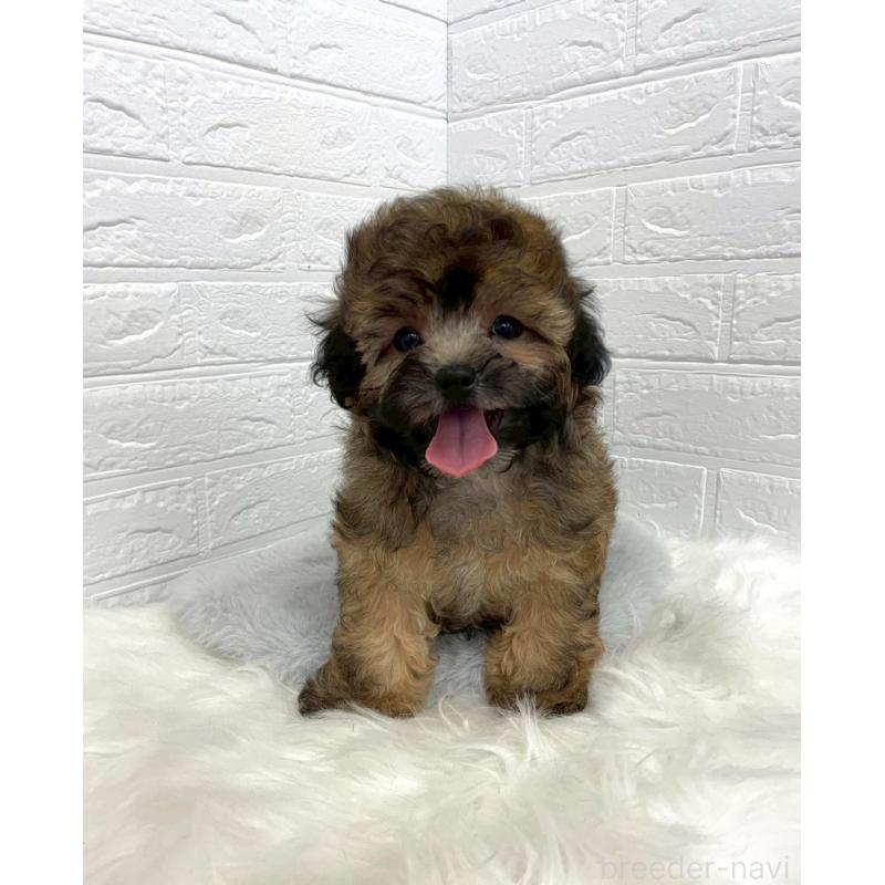 販売中の東京都のミックス犬-411830の6枚目
