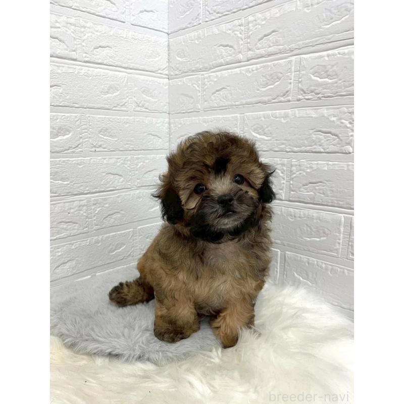 販売中の東京都のミックス犬-411830の5枚目