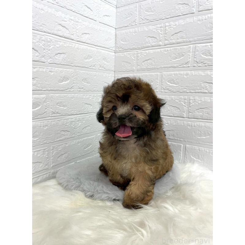 販売中の東京都のミックス犬-411830の4枚目