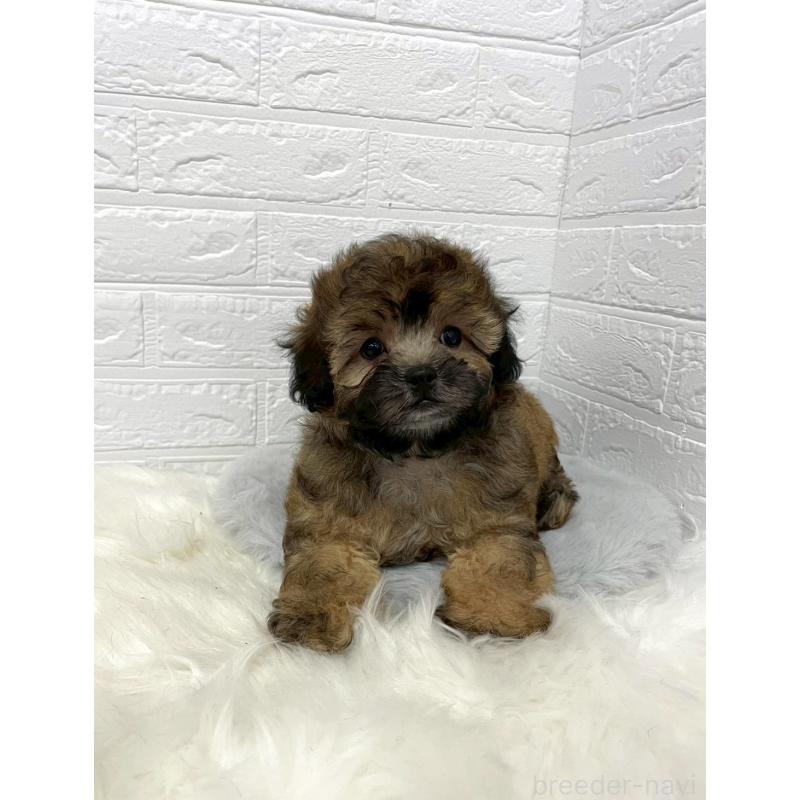 販売中の東京都のミックス犬-411830の3枚目