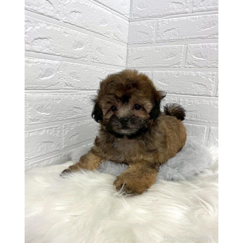 販売中の東京都のミックス犬-411830の2枚目