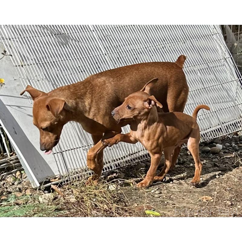 販売中の北海道のミニチュアピンシャー(ミニピン)-413829の10枚目