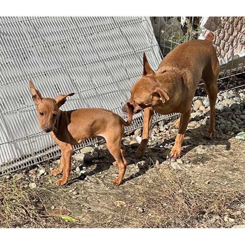 販売中の北海道のミニチュアピンシャー(ミニピン)-413829の9枚目