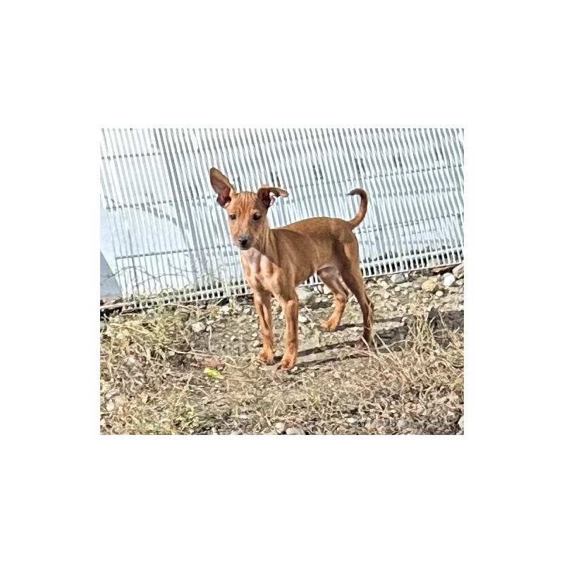 販売中の北海道のミニチュアピンシャー(ミニピン)-413829の8枚目