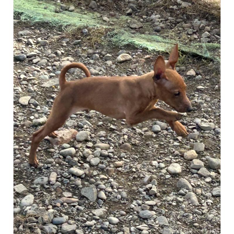 販売中の北海道のミニチュアピンシャー(ミニピン)-413829の7枚目