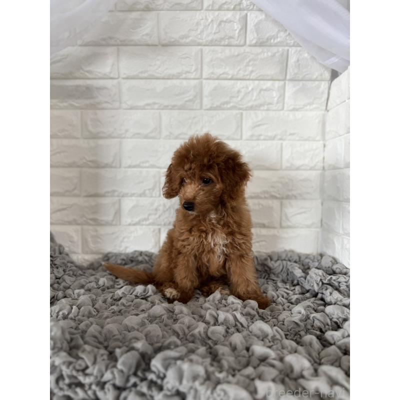 販売中の岡山県のポメプー:ポメラニアン×トイプードル-414412の9枚目