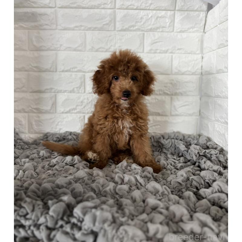 販売中の岡山県のポメプー:ポメラニアン×トイプードル-414412の8枚目