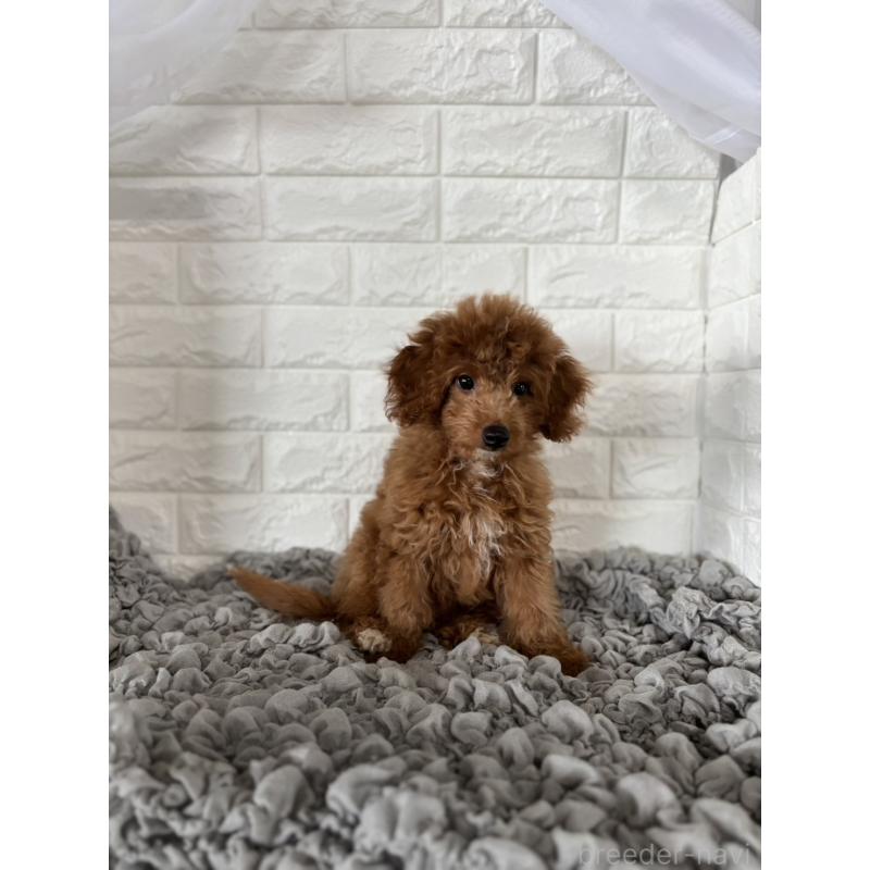 販売中の岡山県のポメプー:ポメラニアン×トイプードル-414412の7枚目