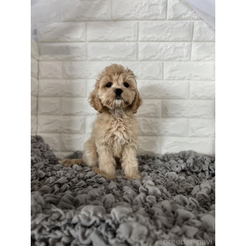 販売中の岡山県のミックス犬-412976の4枚目