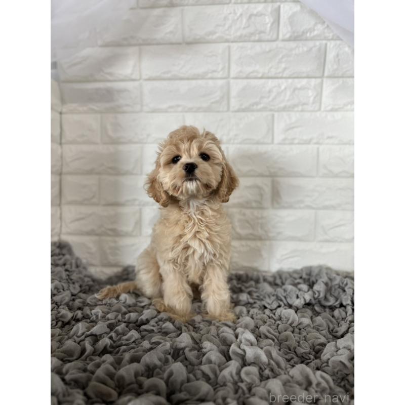 販売中の岡山県のミックス犬-412976の2枚目