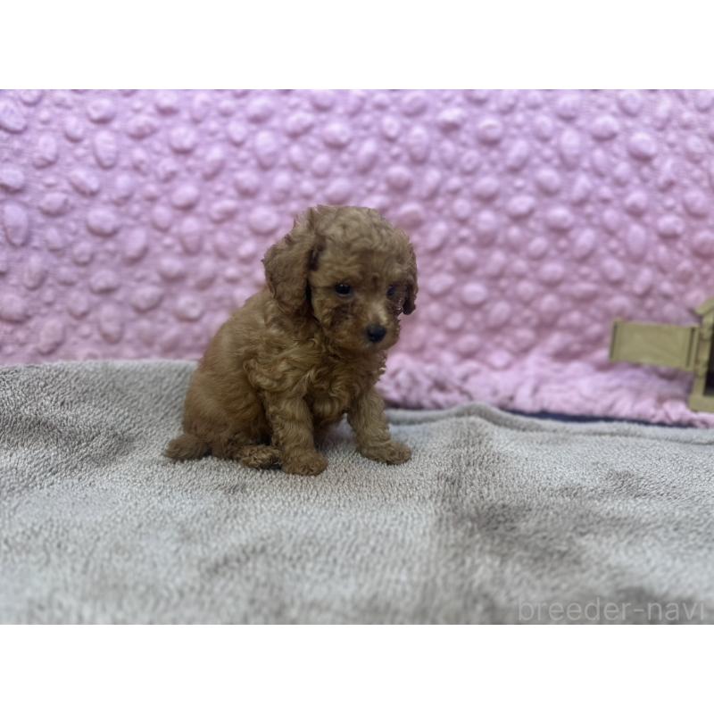 販売中の茨城県のトイプードル-418916の9枚目
