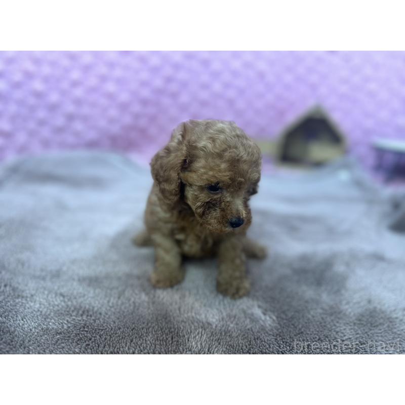 販売中の茨城県のトイプードル-418916の8枚目