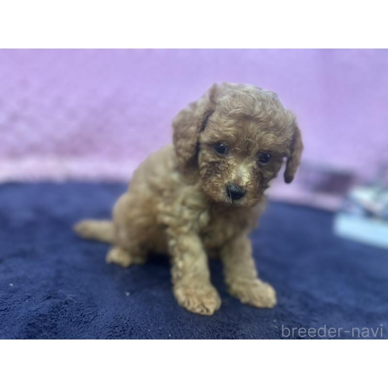 販売中の茨城県のトイプードル-418916の5枚目