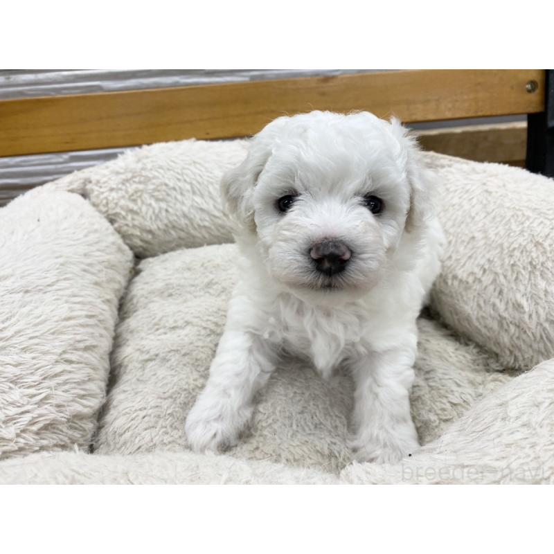 販売中の熊本県のビションフリーゼ-418927の2枚目