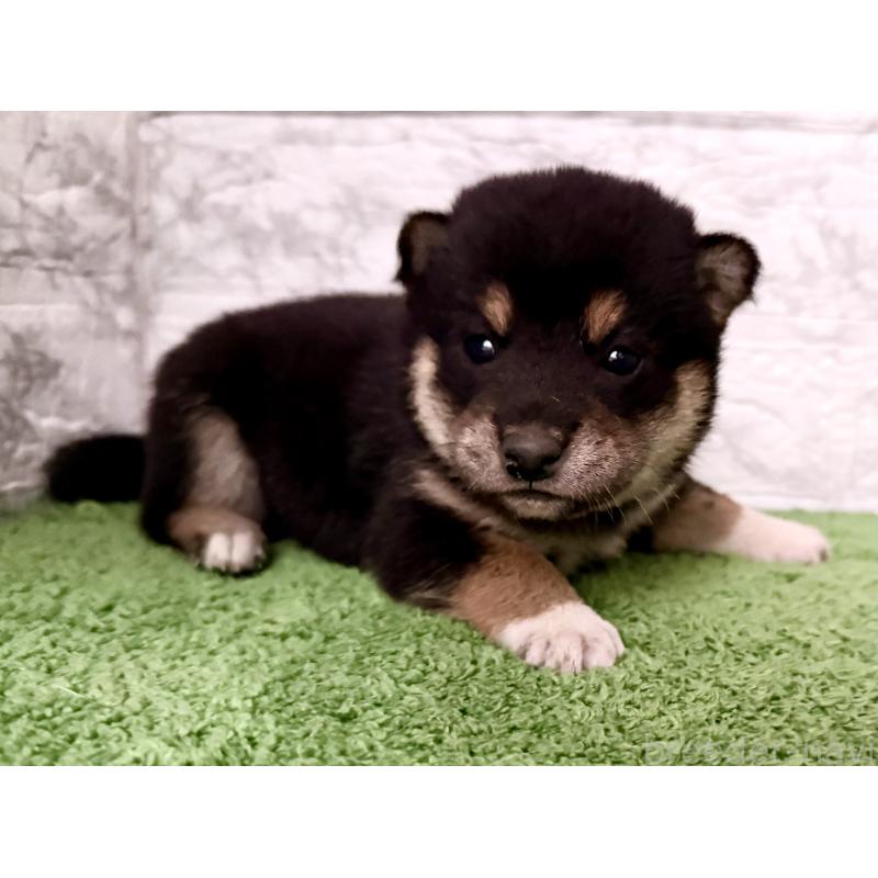 販売中の埼玉県の柴犬-418940の10枚目
