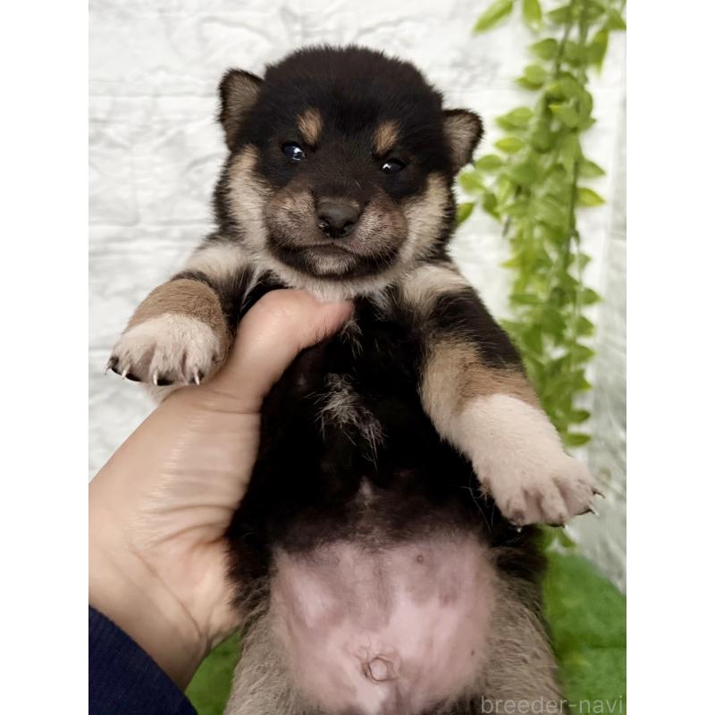 販売中の埼玉県の柴犬-418940の9枚目