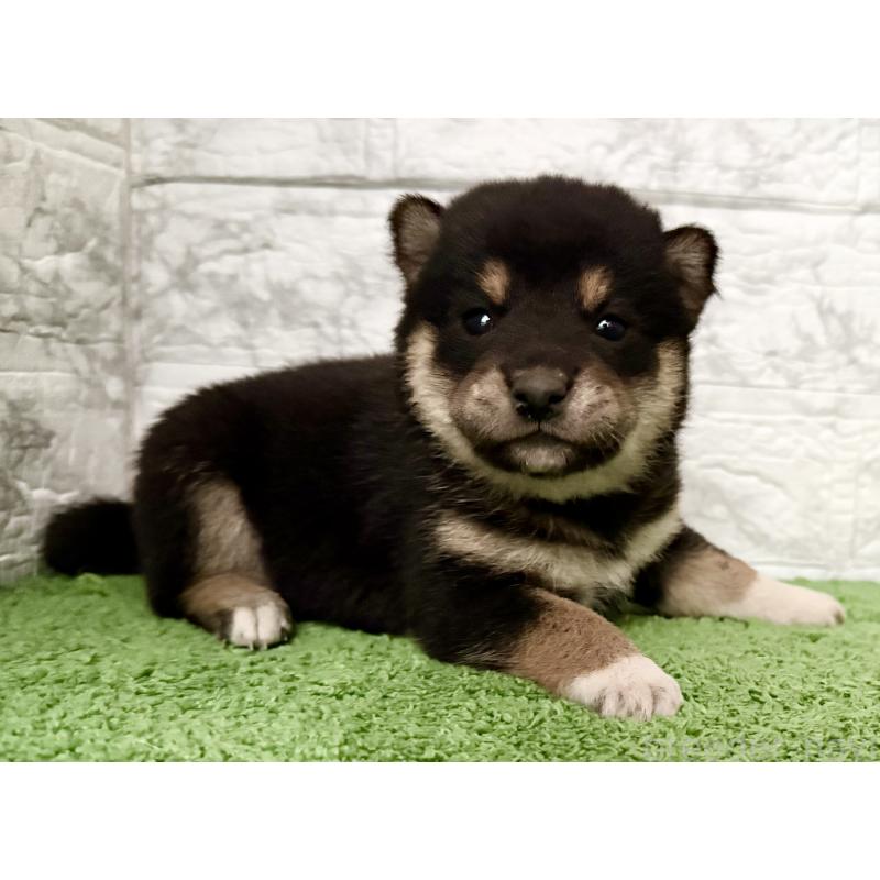 販売中の埼玉県の柴犬-418940の8枚目