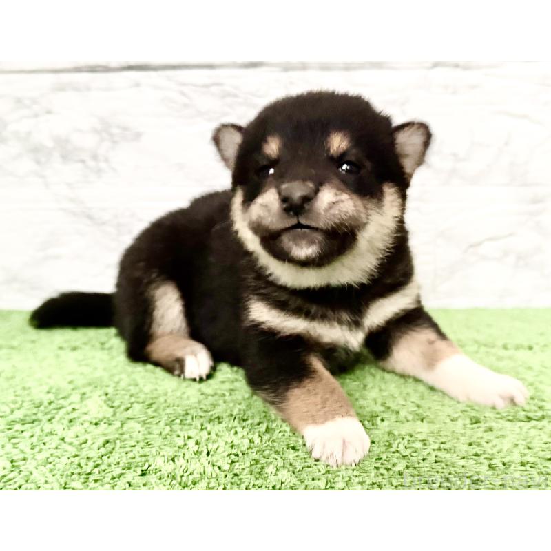 販売中の埼玉県の柴犬-418940の7枚目