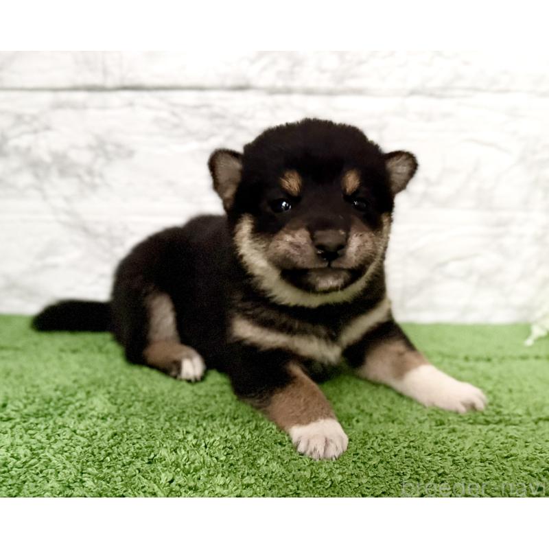 販売中の埼玉県の柴犬-418940の6枚目