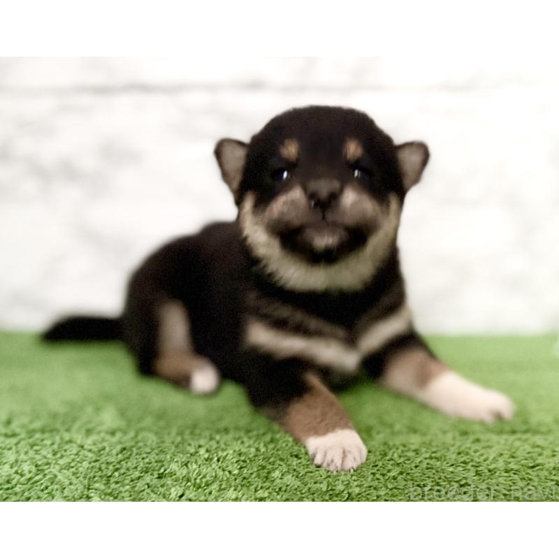 販売中の埼玉県の柴犬-418940の5枚目