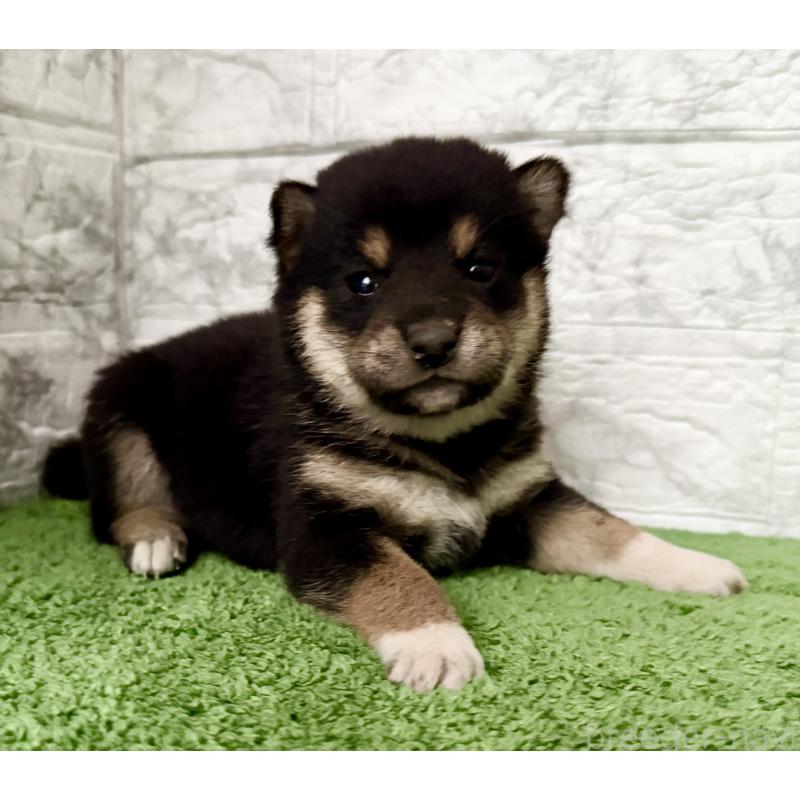 販売中の埼玉県の柴犬-418940の4枚目