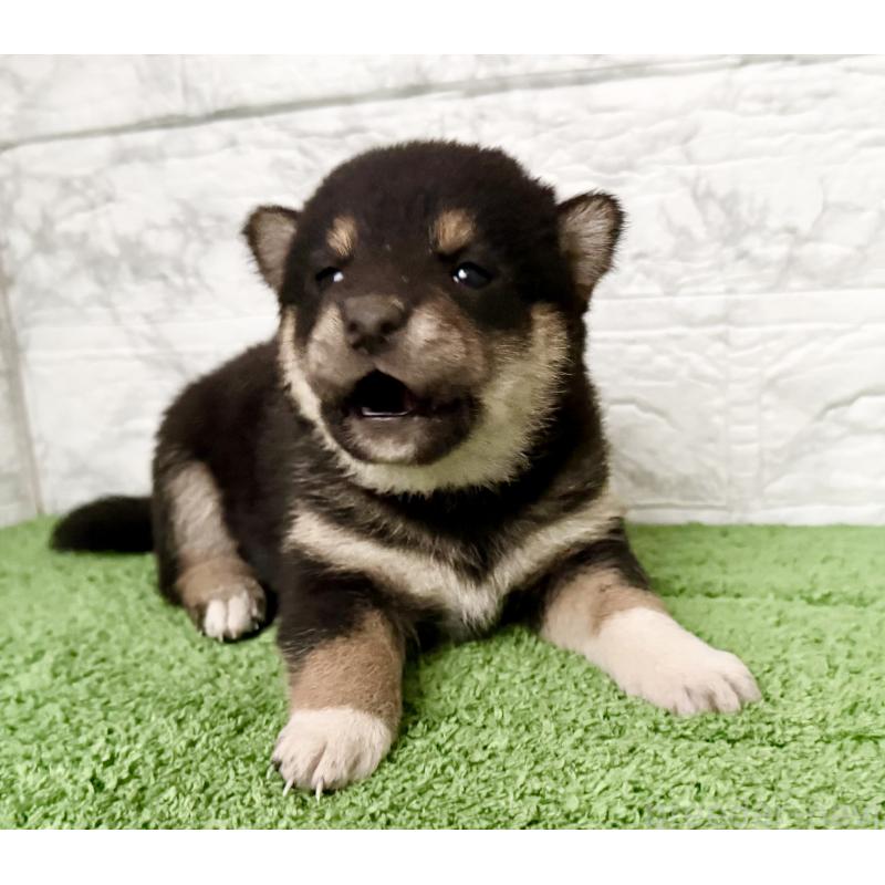 販売中の埼玉県の柴犬-418940の3枚目