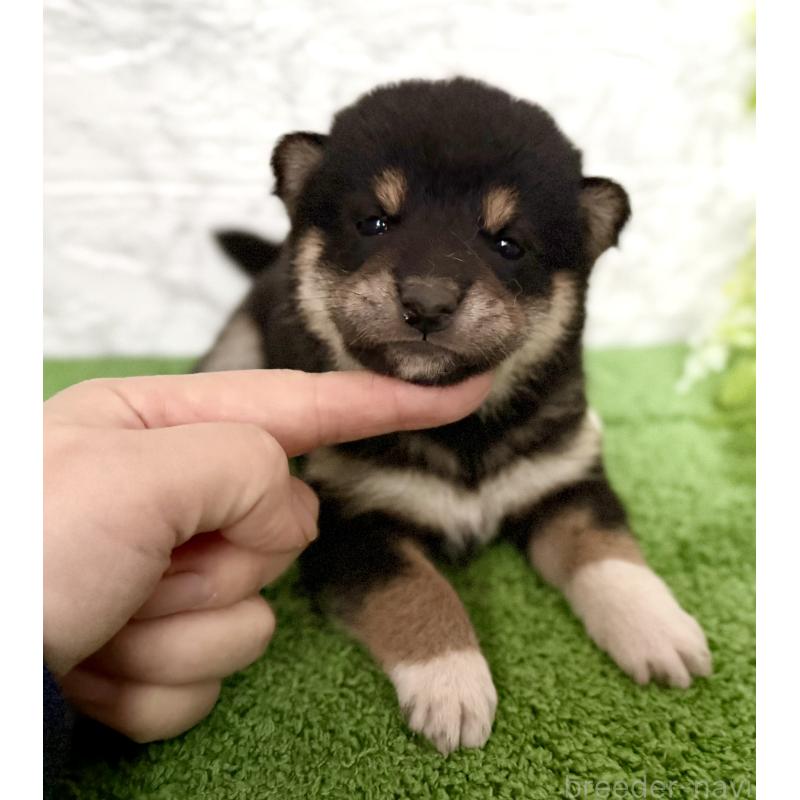 販売中の埼玉県の柴犬-418940の2枚目