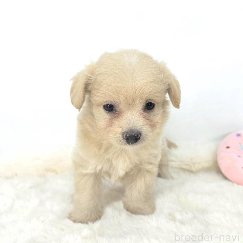 販売中の茨城県のチワプー:チワワ×トイプードル-418945の3枚目