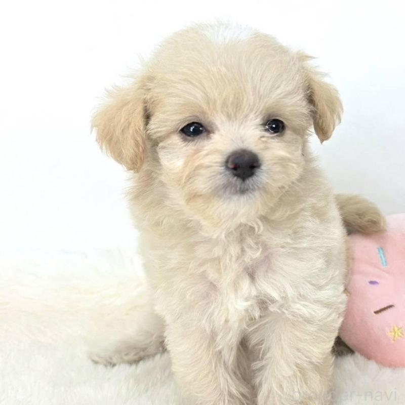 販売中の茨城県のチワプー:チワワ×トイプードル-418949の2枚目
