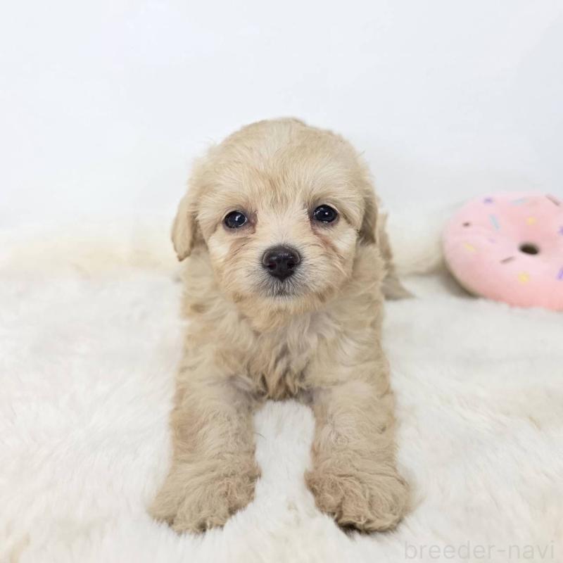 販売中の茨城県のチワプー:チワワ×トイプードル-418951の1枚目