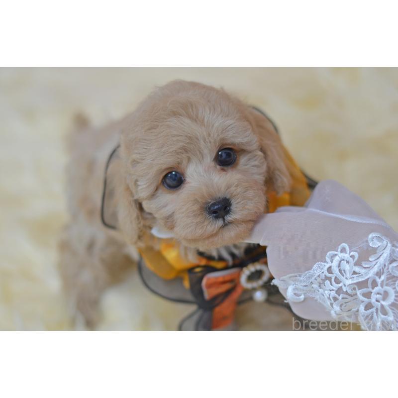 販売中の埼玉県のミックス犬-413125の5枚目