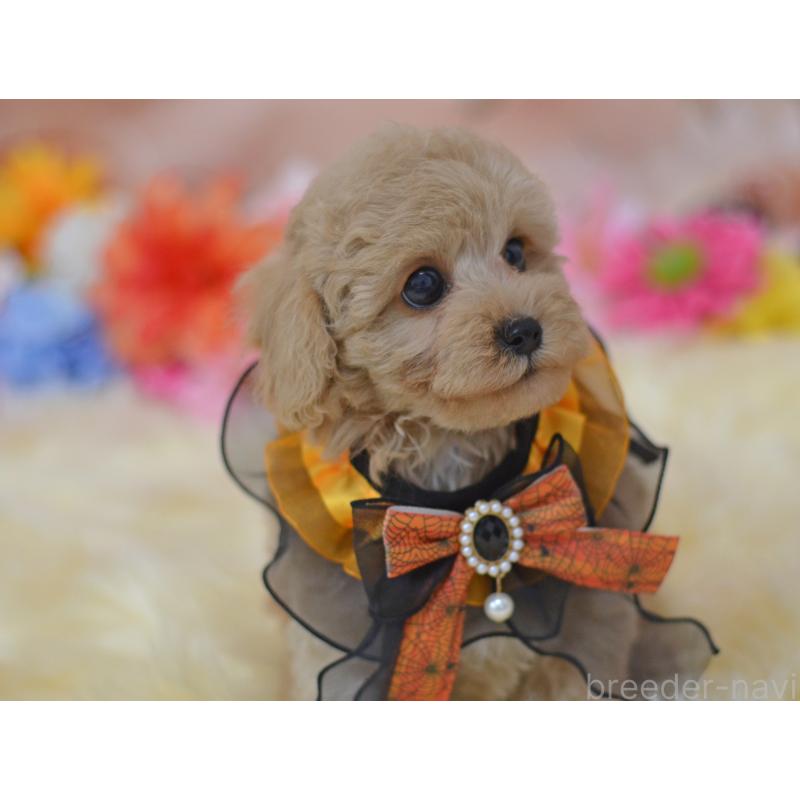 販売中の埼玉県のミックス犬-413125の4枚目