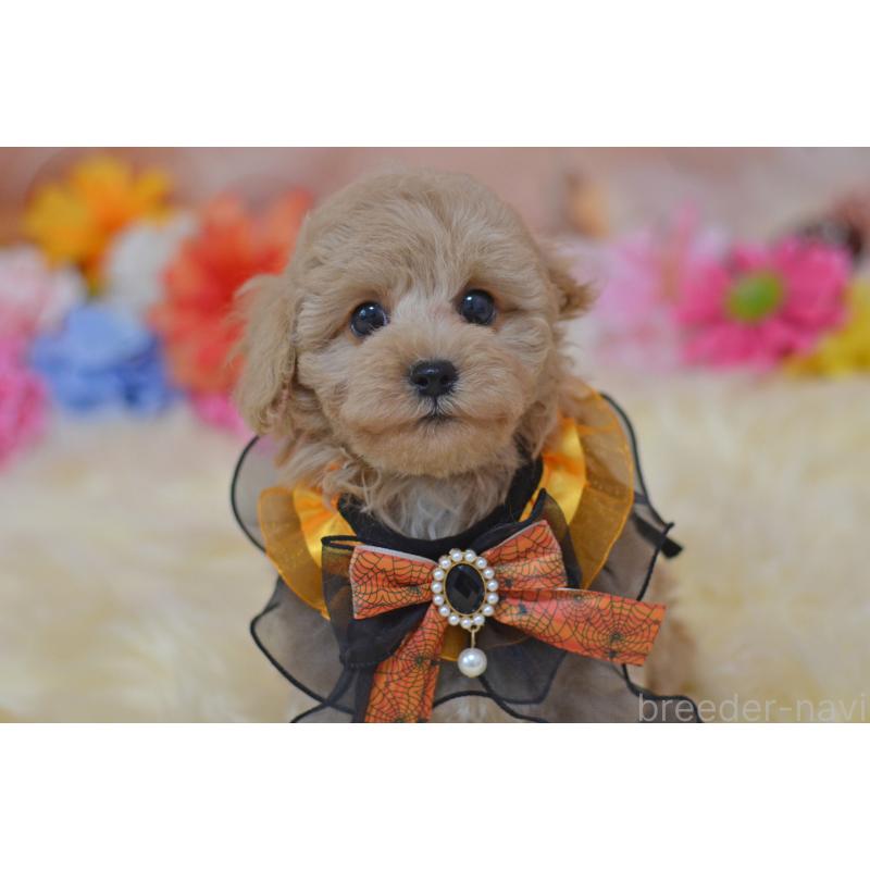販売中の埼玉県のミックス犬-413125の3枚目