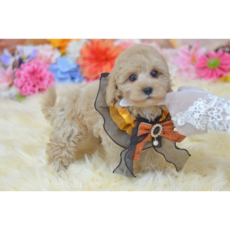販売中の埼玉県のミックス犬-413125の2枚目