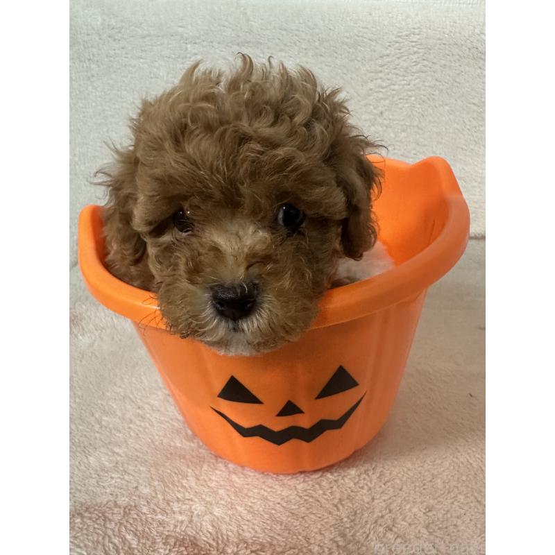 販売中の福岡県のマルプー:マルチーズ×トイプードル-414870の2枚目