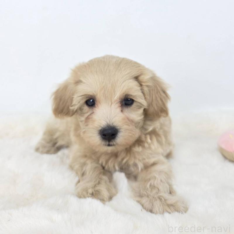 販売中の茨城県のマルプー:マルチーズ×トイプードル-418957の3枚目